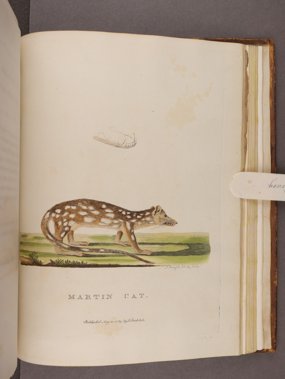 Plate 46